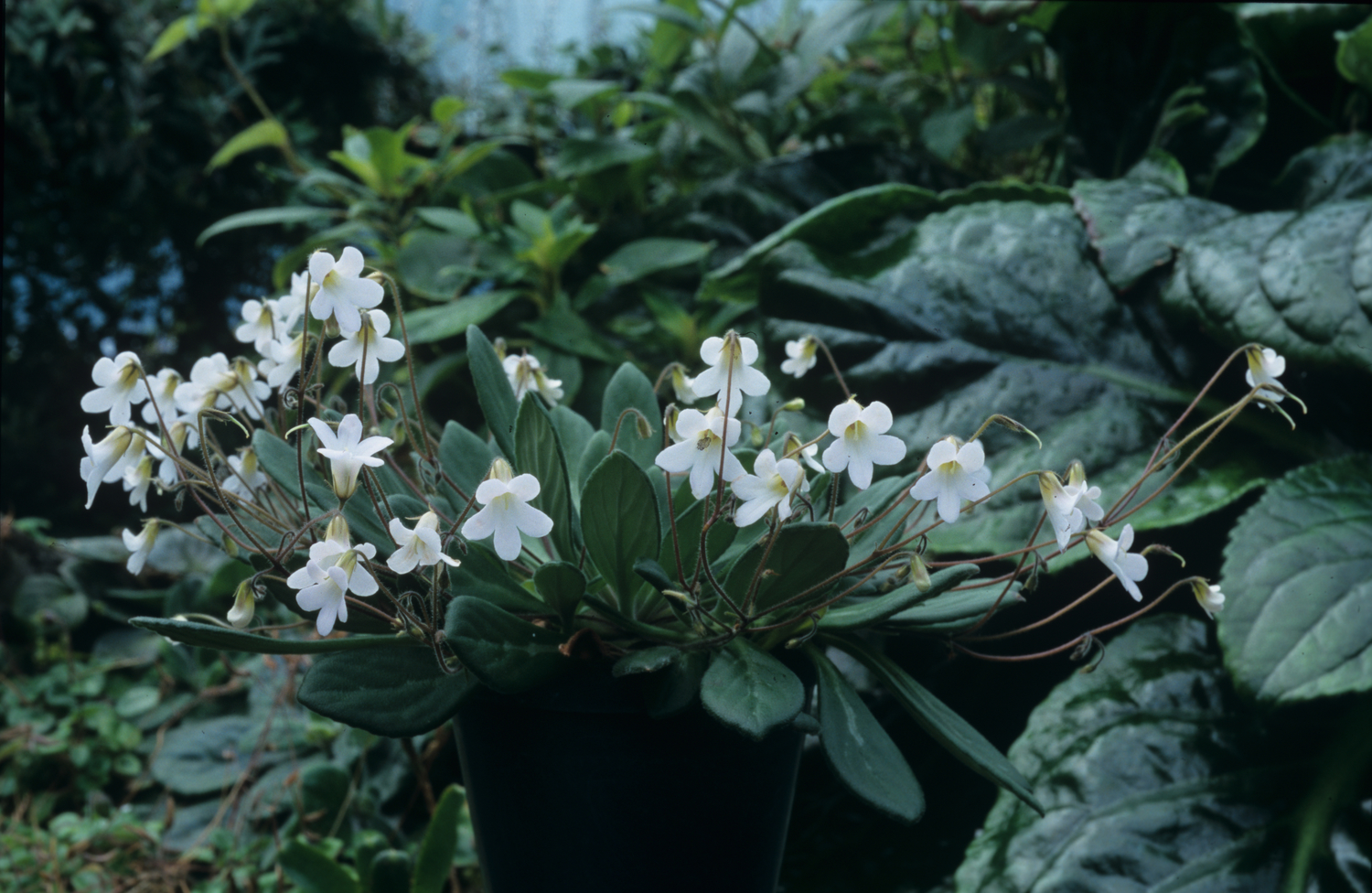 Primulina bogneriana — ảnh 3