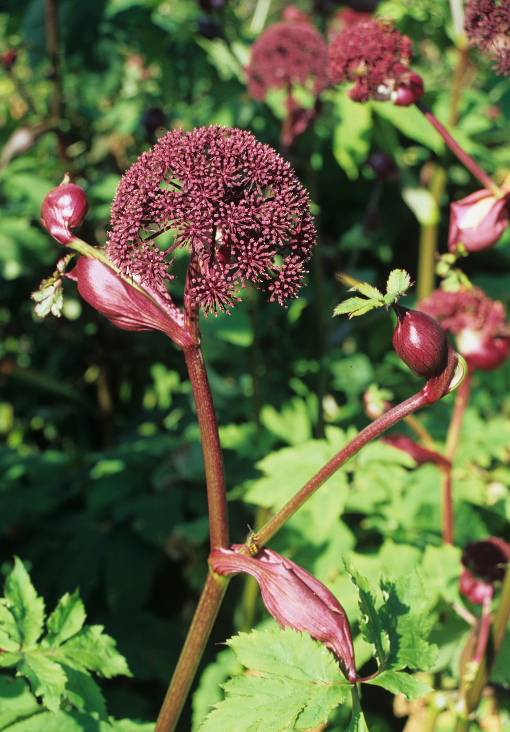 Angelica gigas Nakai