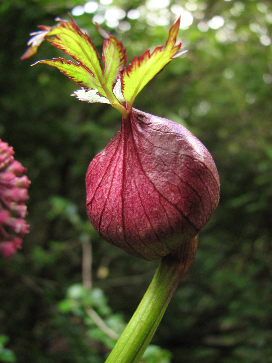 Angelica gigas Nakai