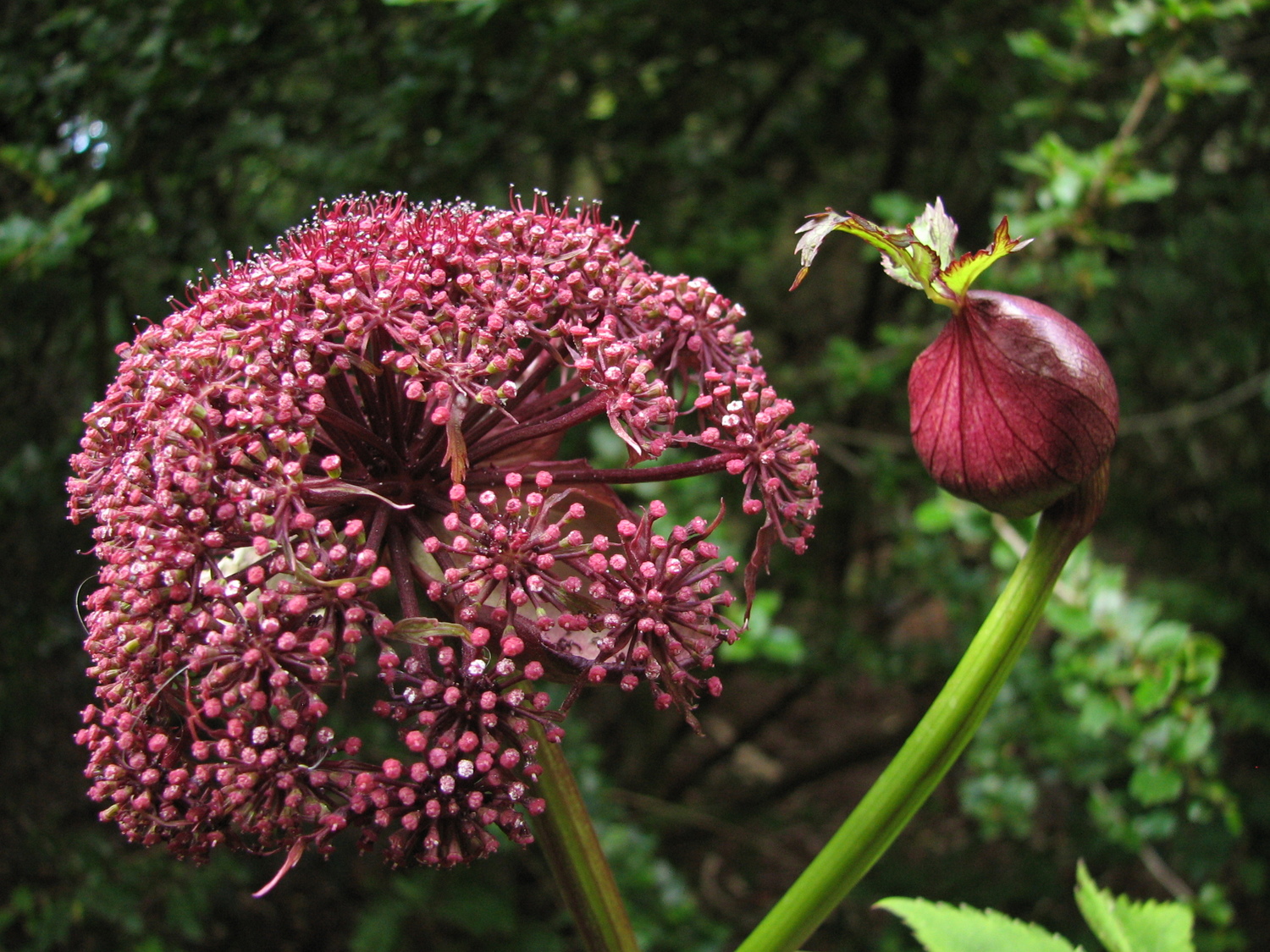 Angelica gigas Nakai