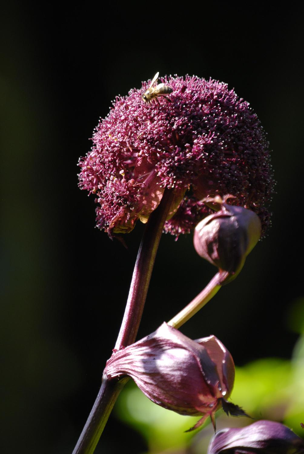 Angelica gigas Nakai