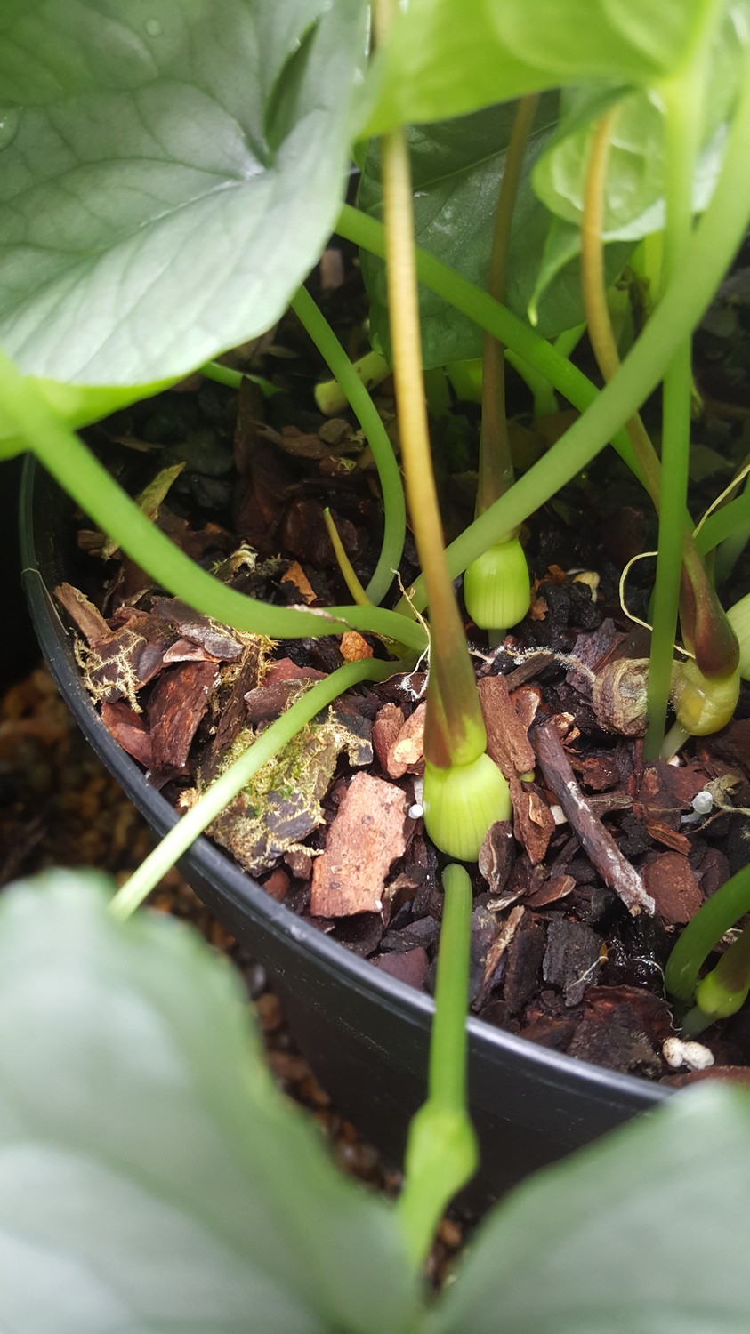 Typhonium circinnatum — ảnh 2