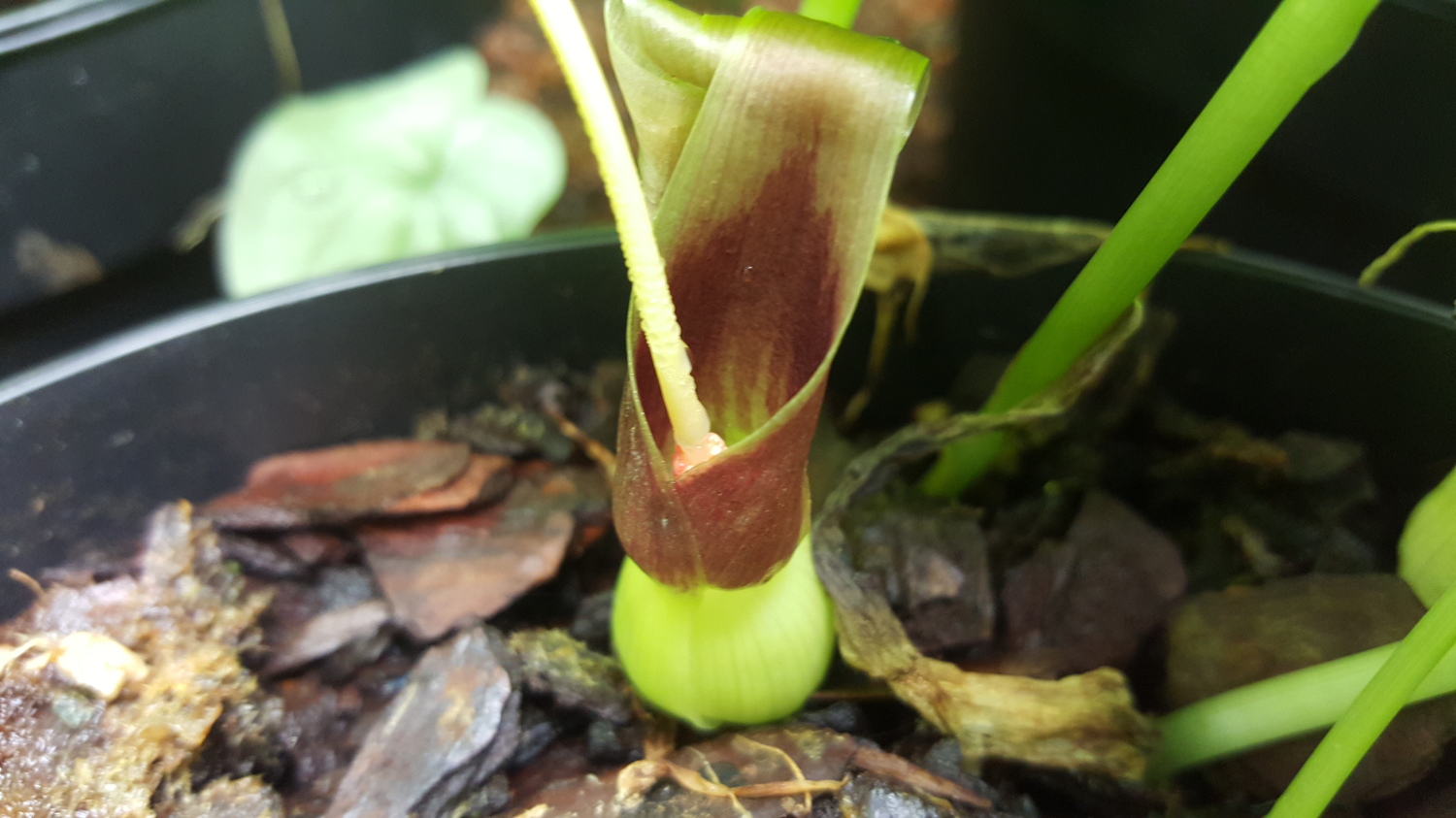 Typhonium circinnatum — ảnh 3