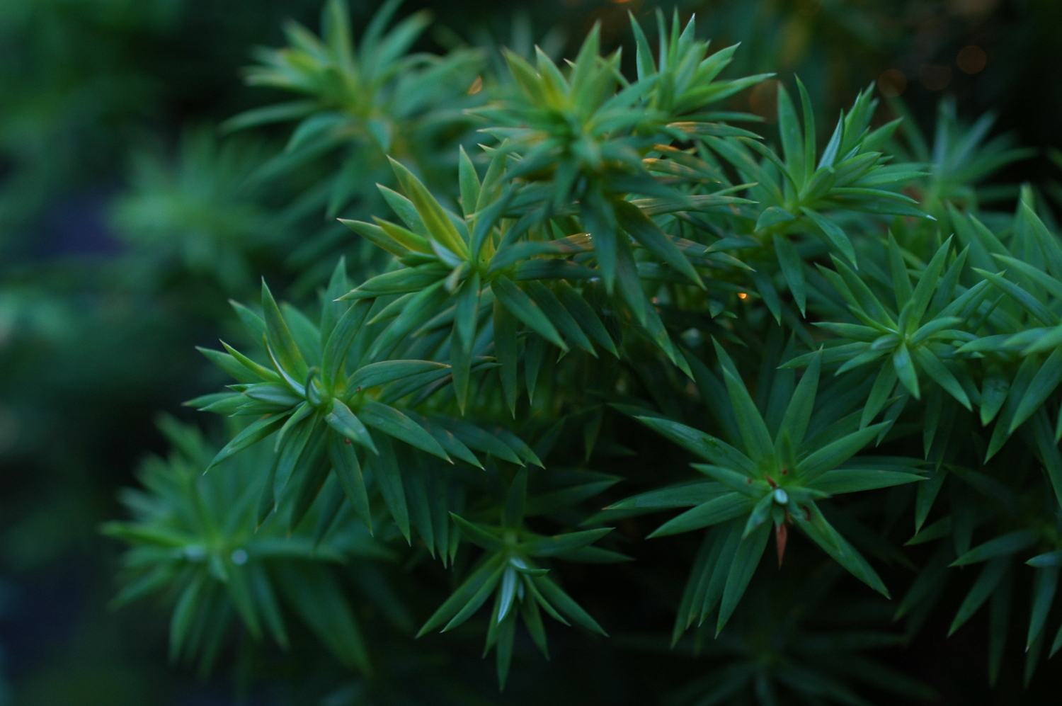 Xanthocyparis vietnamensis — ảnh 3