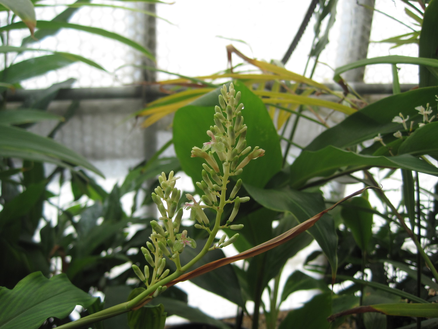Alpinia brevilabris (Alpinia brevilabris)