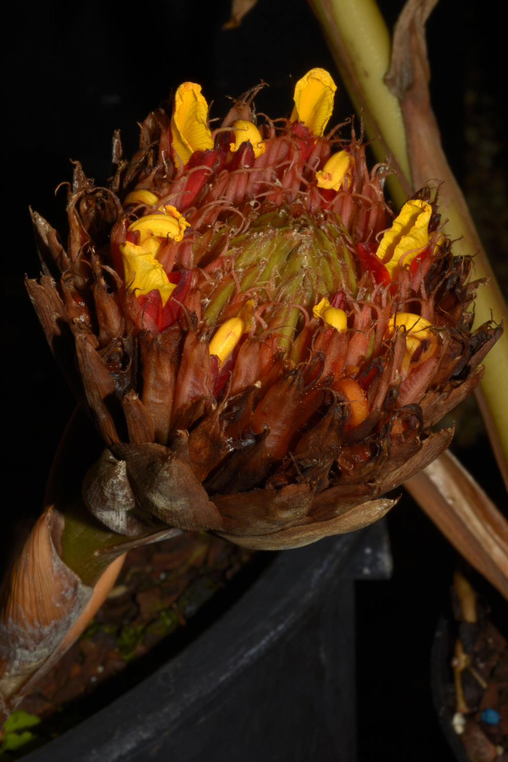 Etlingera subulicalyx (Etlingera subulicalyx)