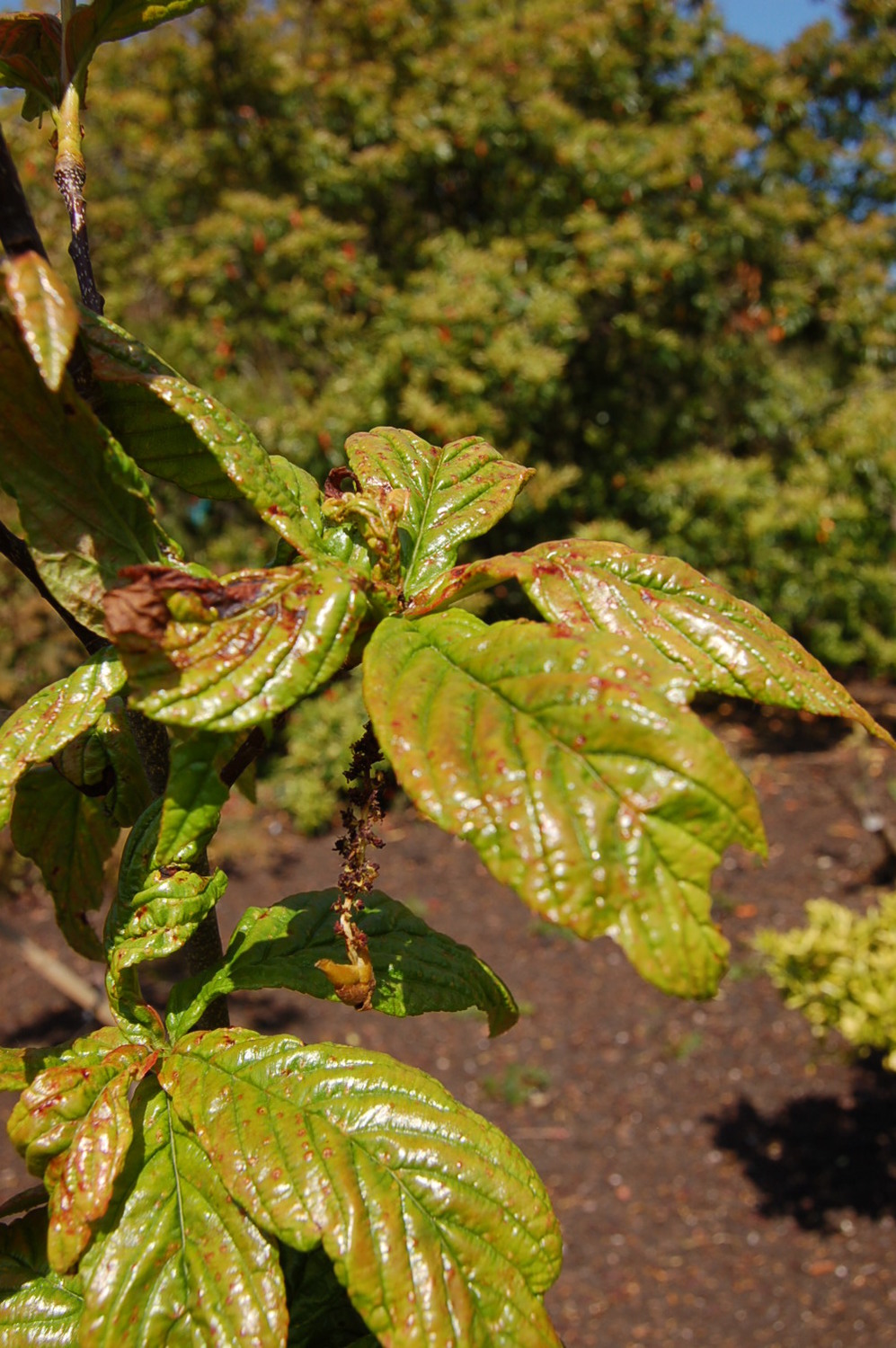Sorbus brevipetiolata (Sorbus brevipetiolata)