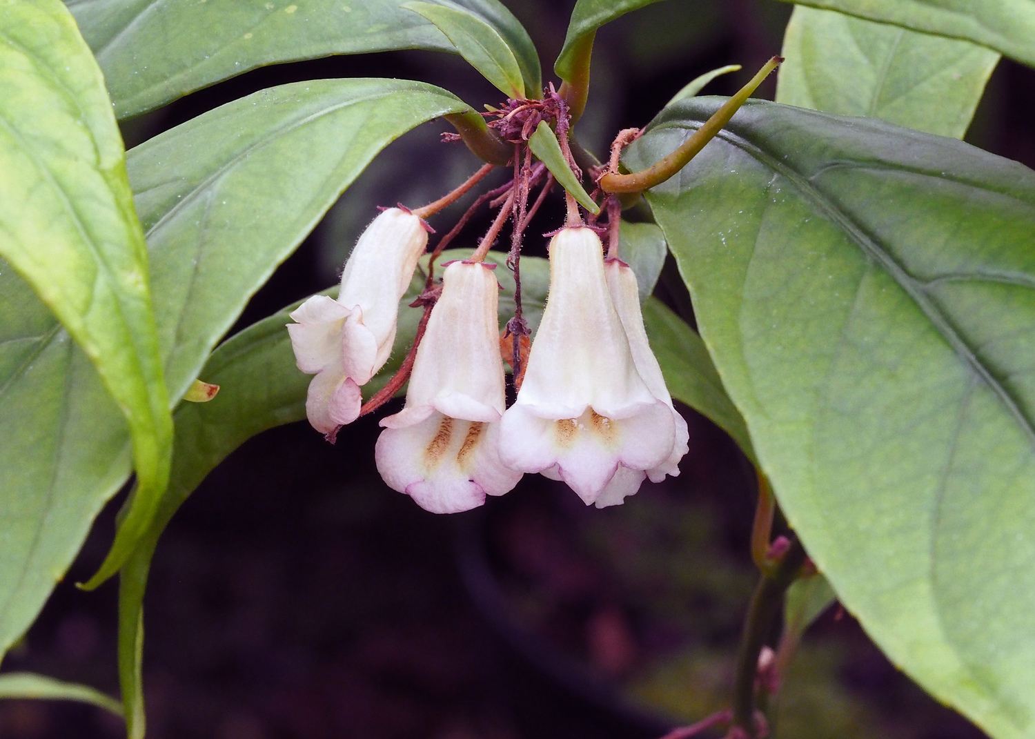 Raphiocarpus sinicus (Raphiocarpus sinicus)