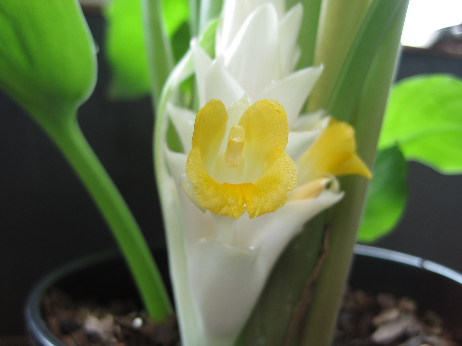 Curcuma vitellina (Curcuma vitellina)