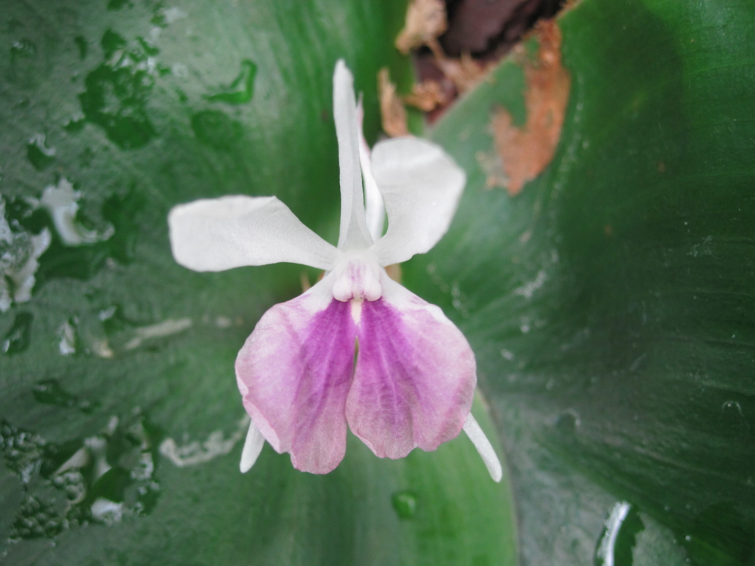 Kaempferia galanga — ảnh 2