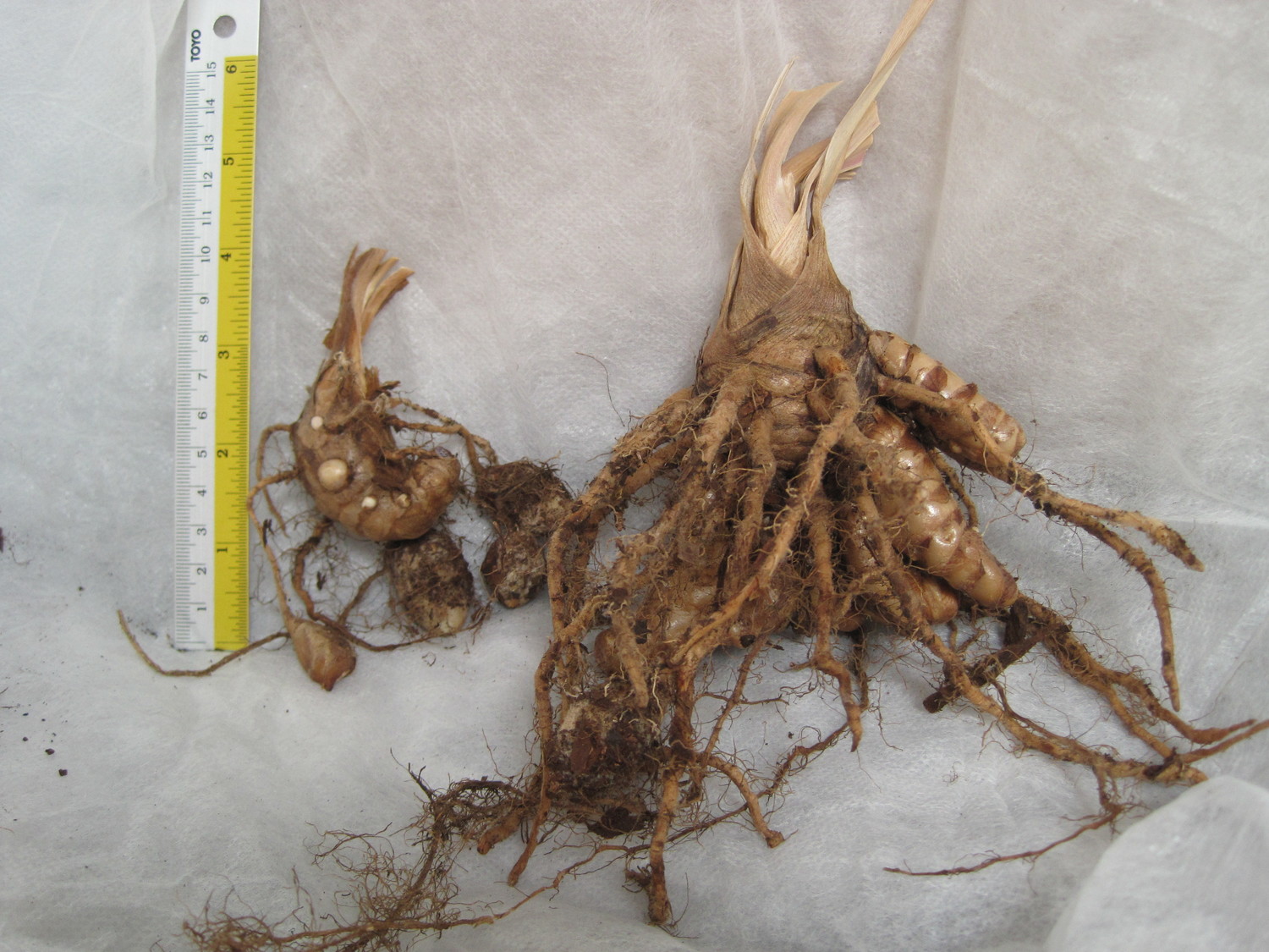 Curcuma phaeocaulis (Curcuma phaeocaulis)