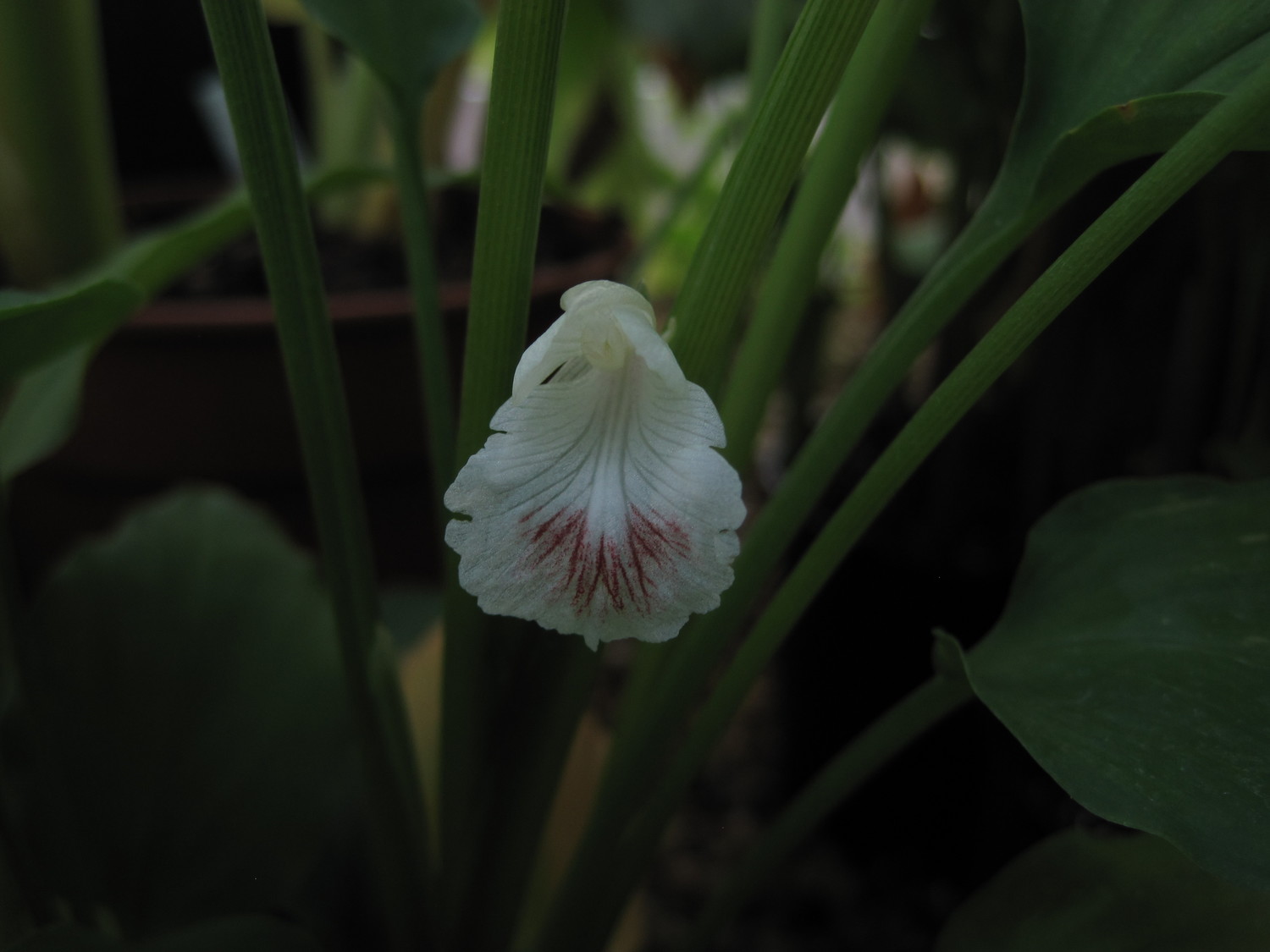 Boesenbergia rotunda (Boesenbergia rotunda)