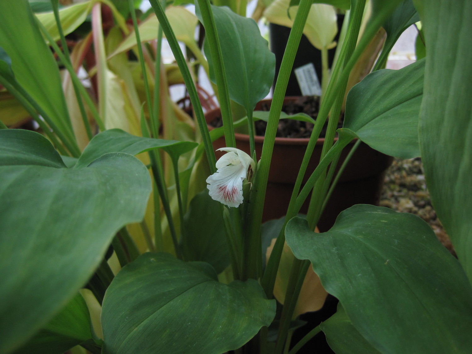 Boesenbergia rotunda — ảnh 3