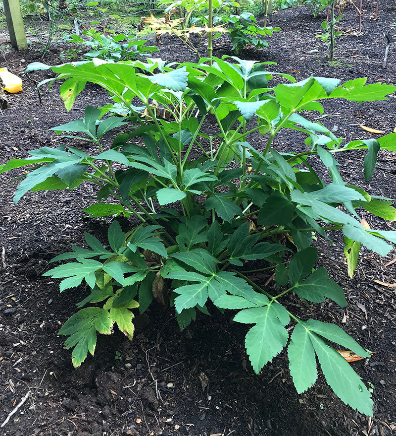 Angelica gigas Nakai