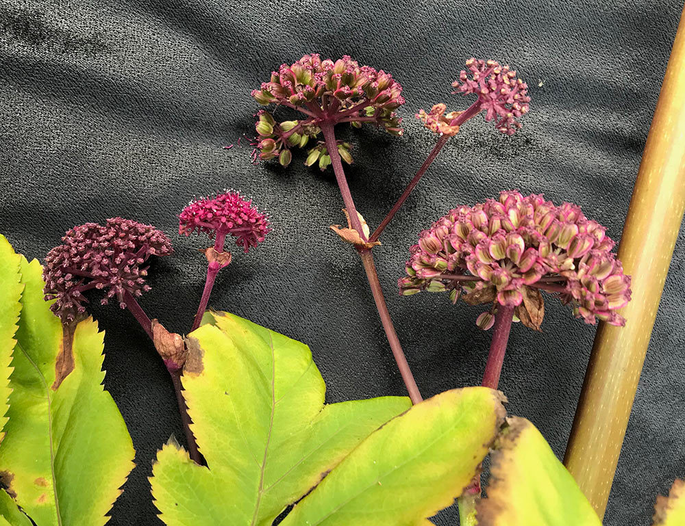 Angelica gigas Nakai