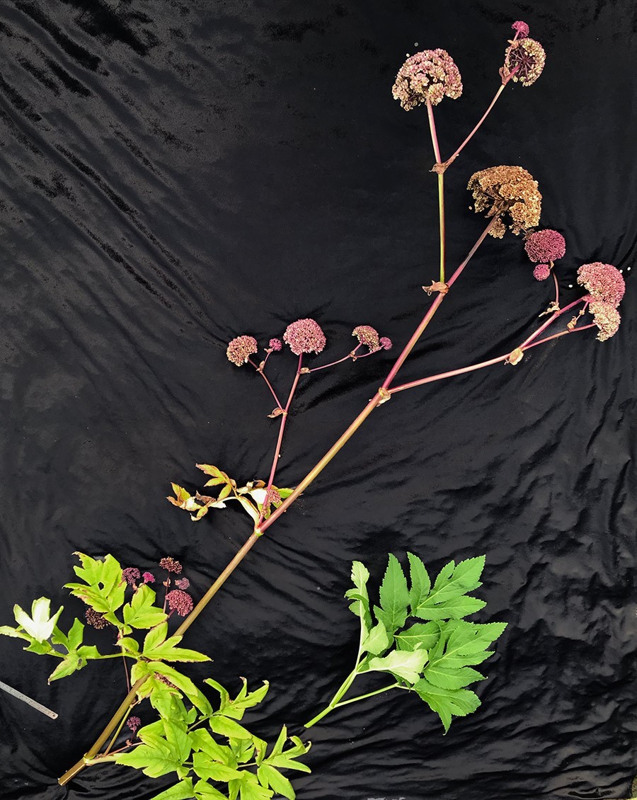 Angelica gigas Nakai