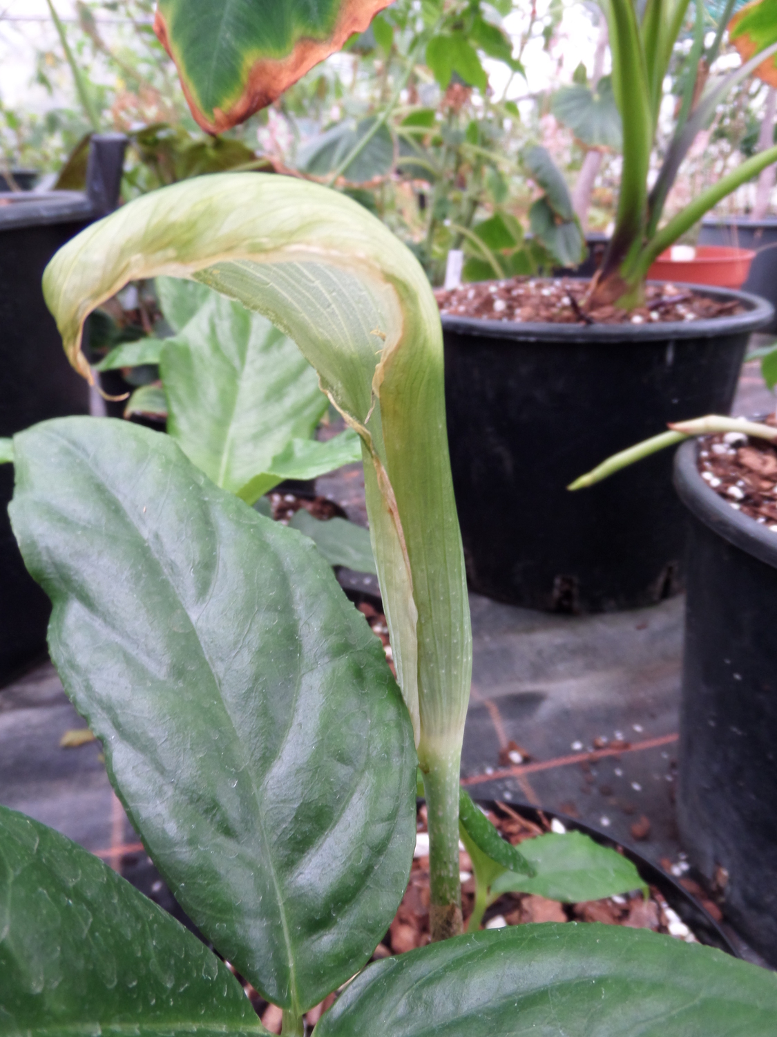 Arisaema petelotii — ảnh 2