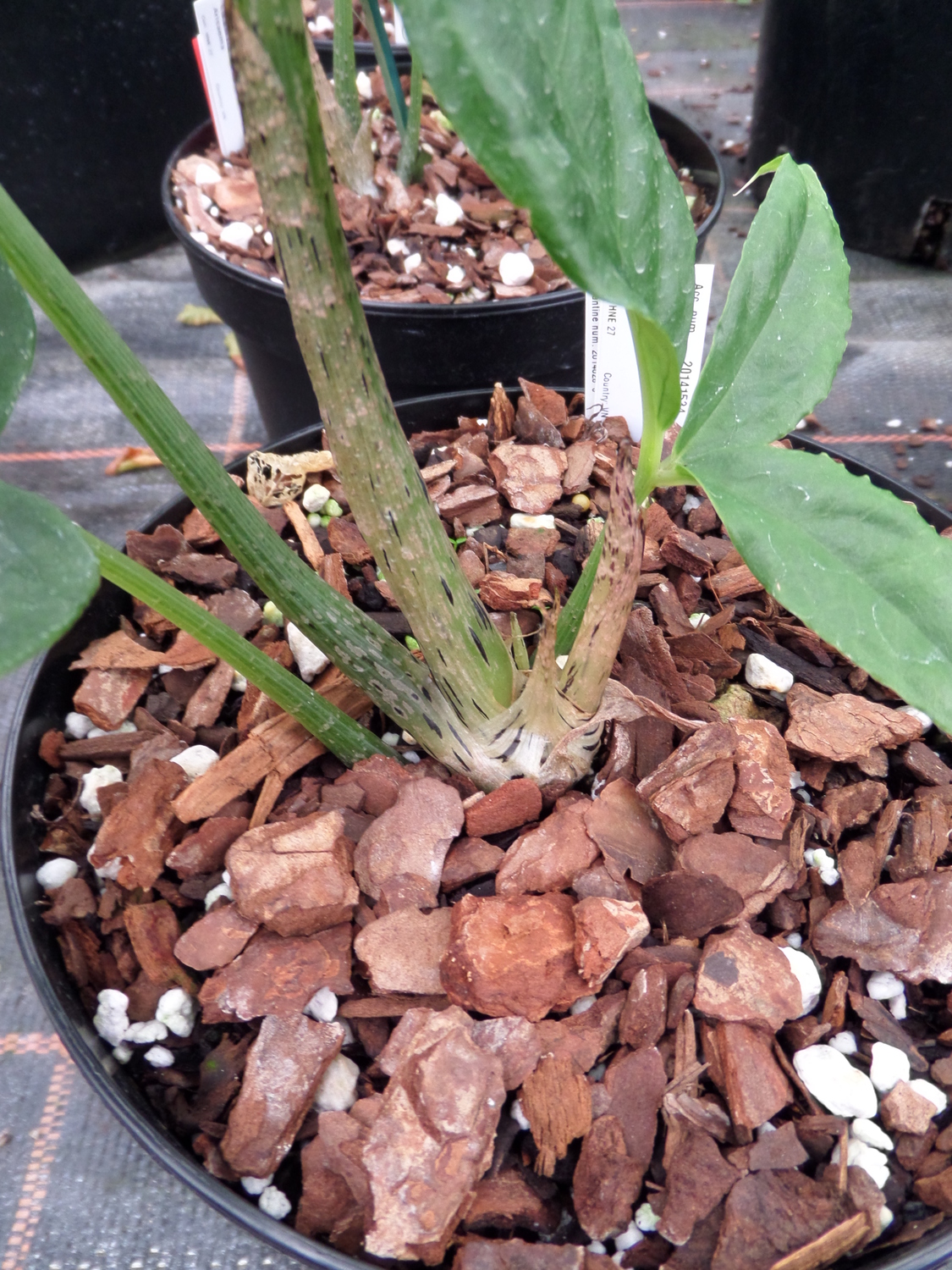 Arisaema petelotii — ảnh 3