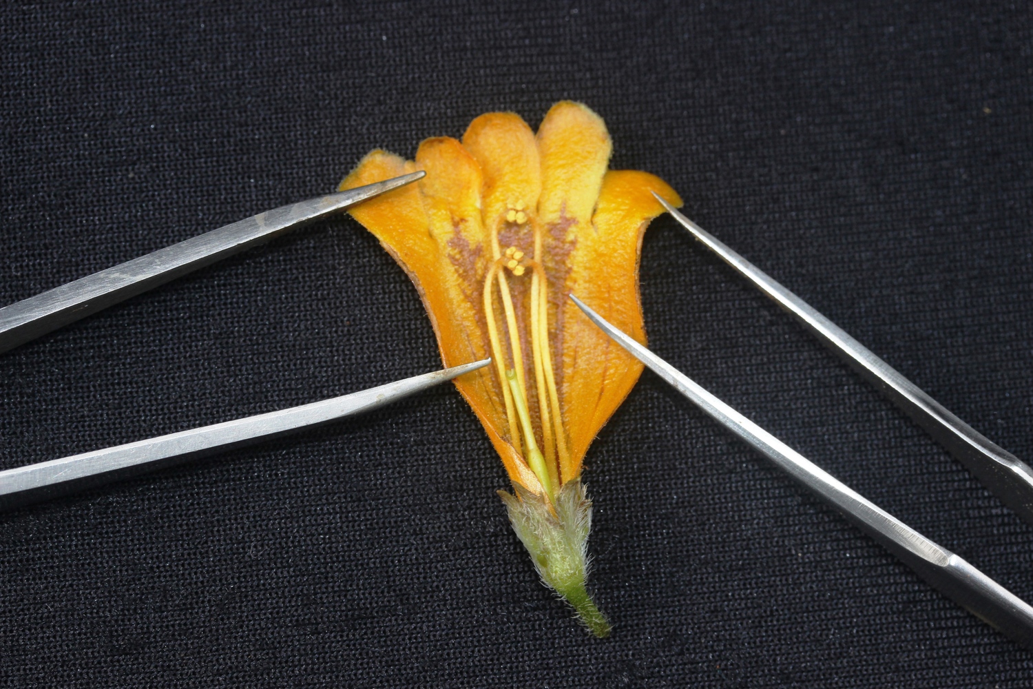Oreocharis tribracteata (Oreocharis tribracteata)