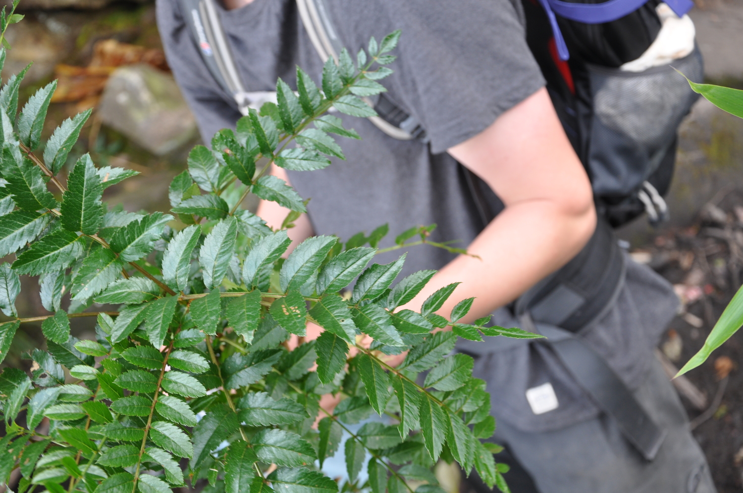 Sorbus fansipanensis (Sorbus fansipanensis)