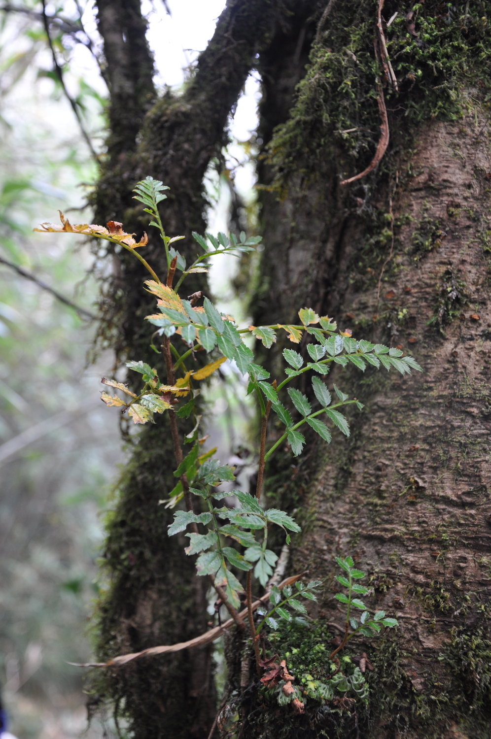 Sorbus corymbifera (Sorbus corymbifera)