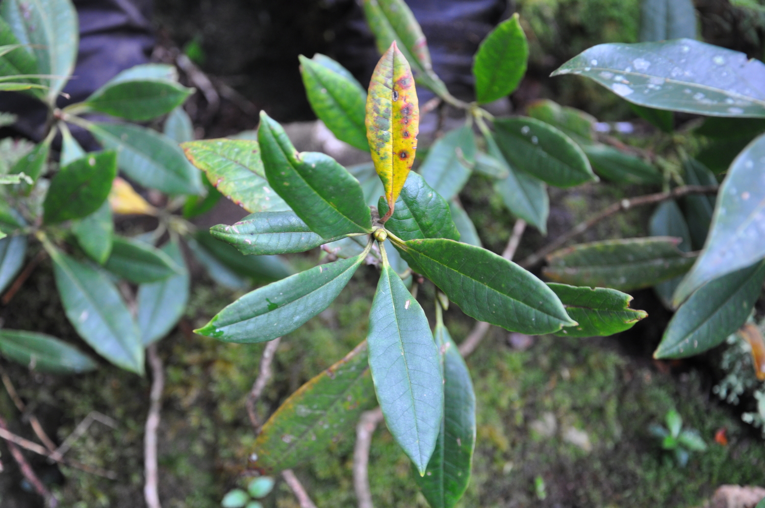 Rhododendron irroratum (Rhododendron irroratum)