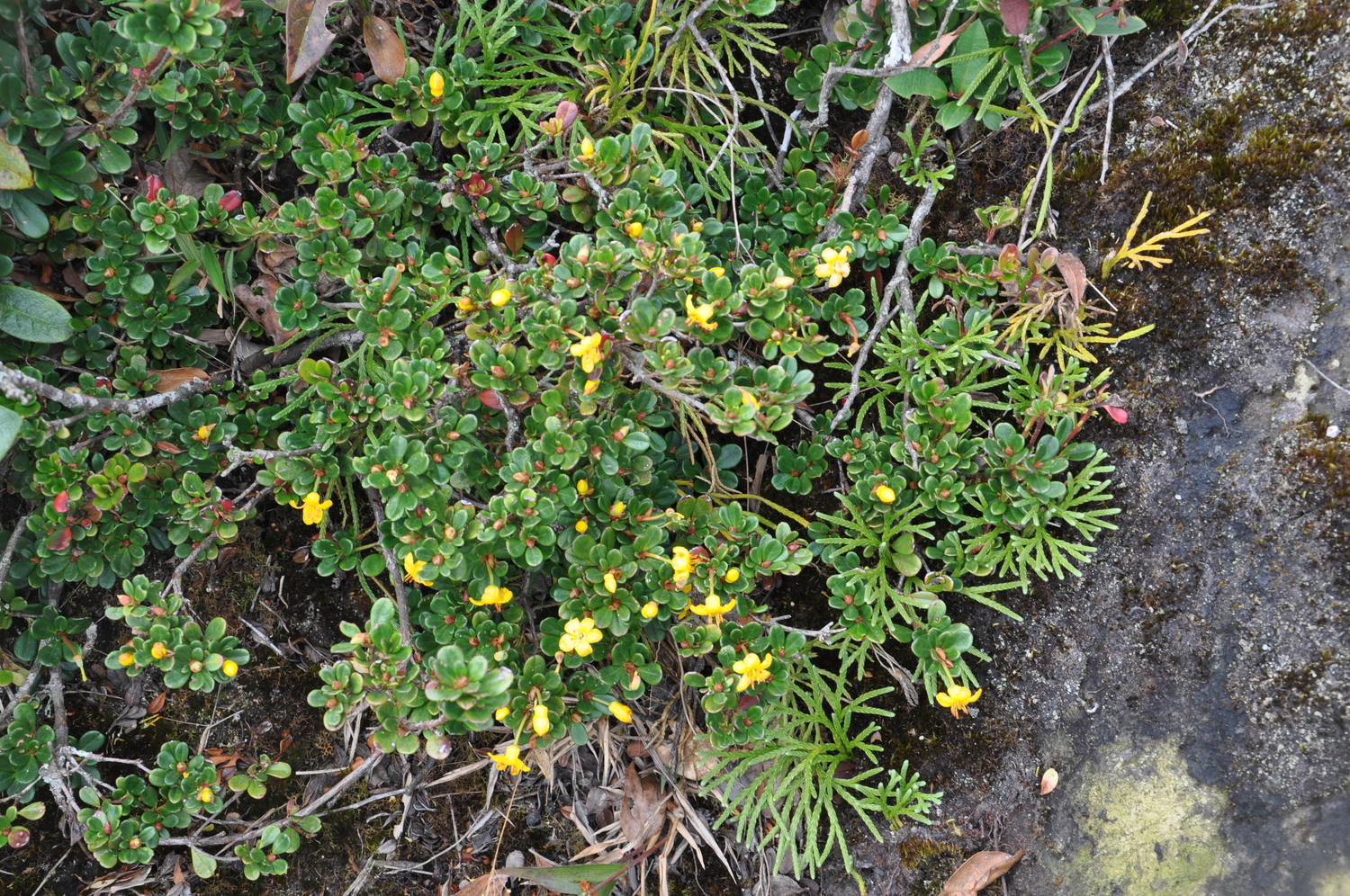 Rhododendron emarginatum (Rhododendron emarginatum)