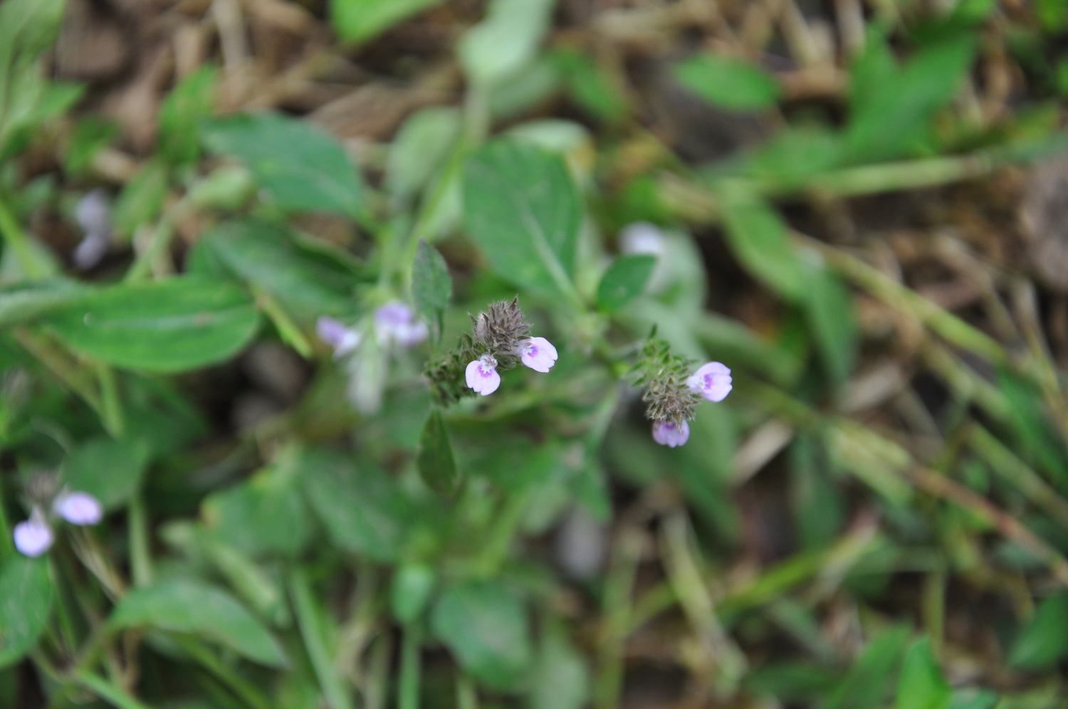Blumea aromatica (Blumea aromatica)