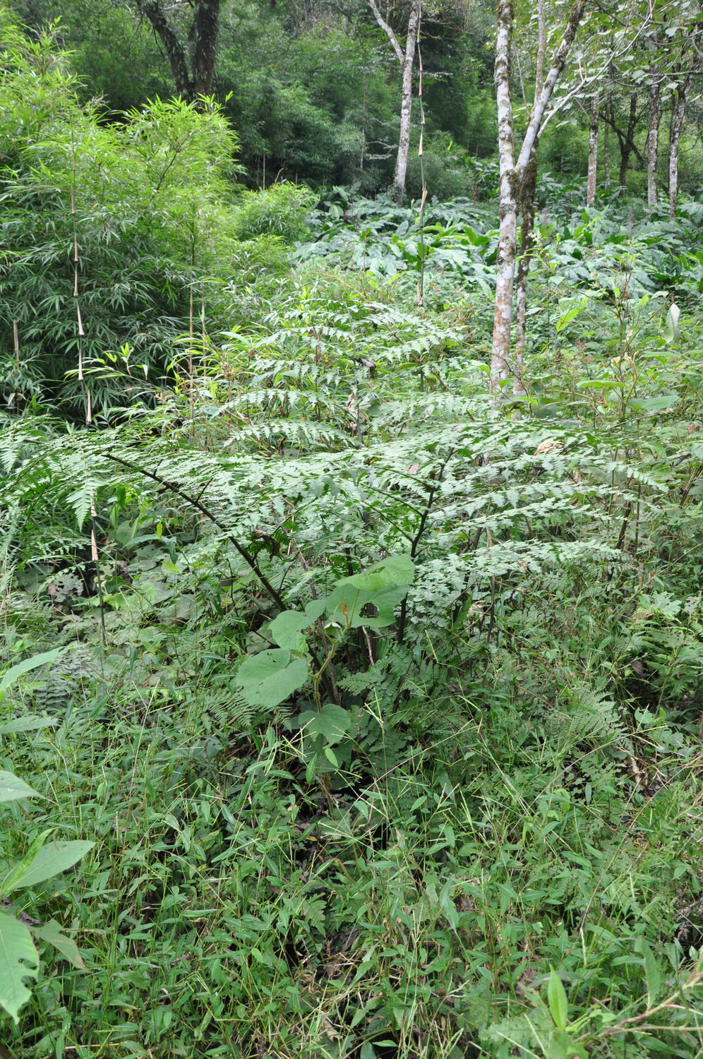 Trigonospora tenera (Trigonospora tenera)