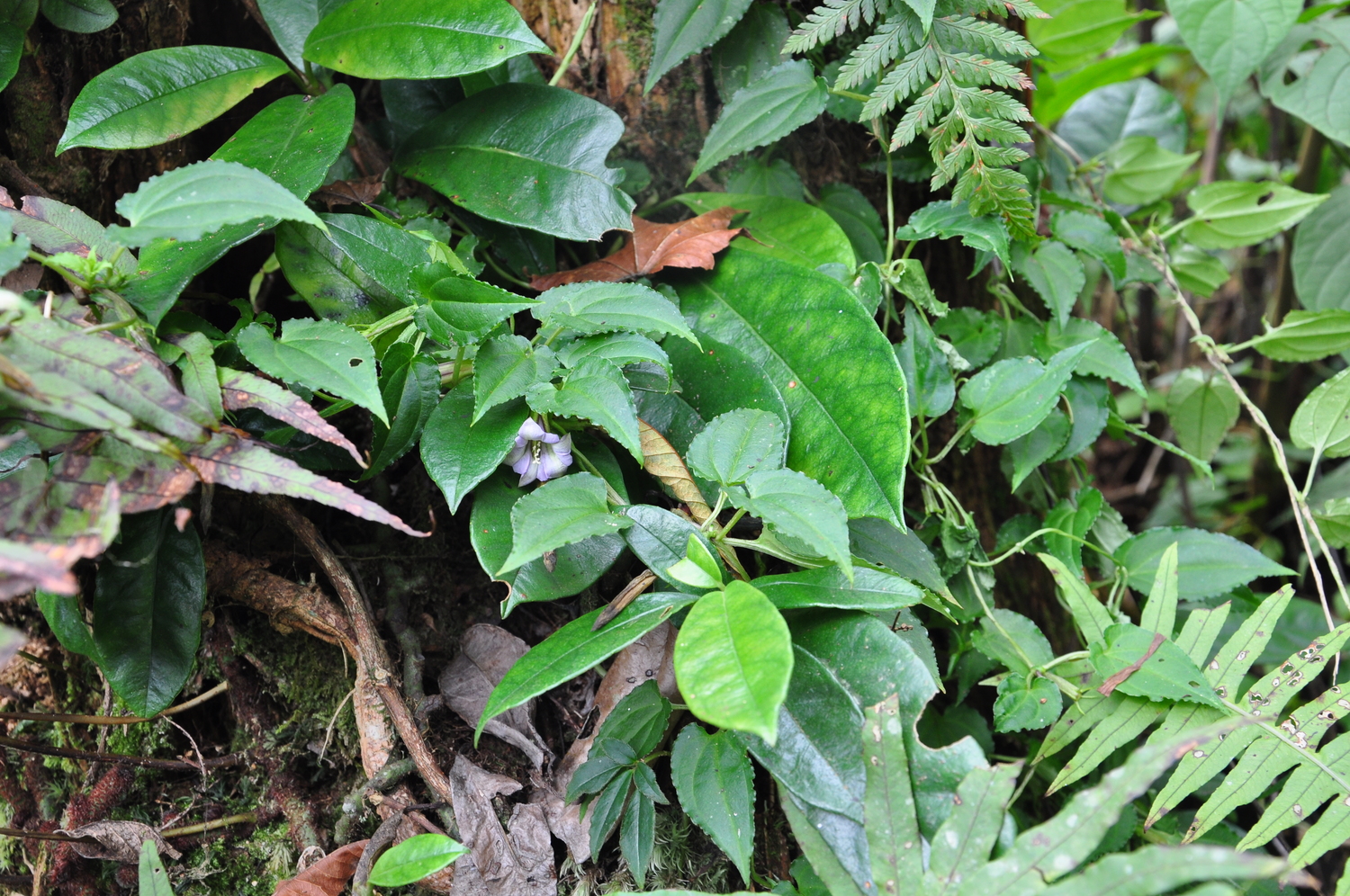 Crawfurdia speciosa — ảnh 2