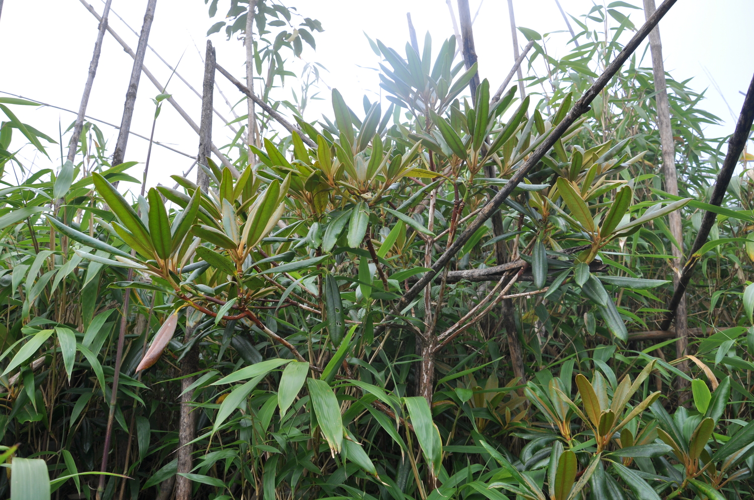 Rhododendron facetum (Rhododendron facetum)