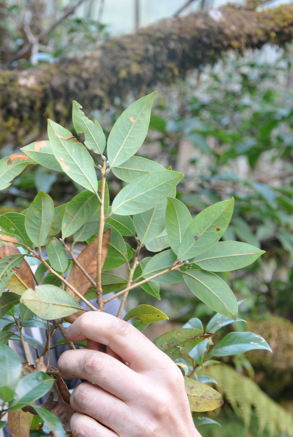 Garcinia mckeaniana — ảnh 3
