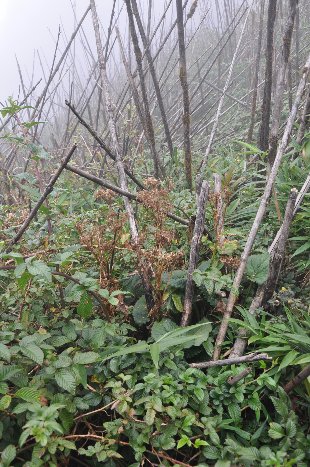 Ligularia hodgsonii (Ligularia hodgsonii)