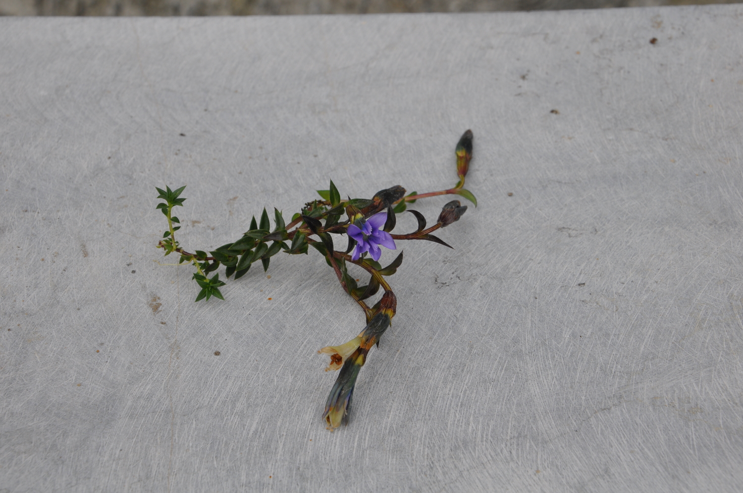 Gentiana hesseliana — ảnh 2