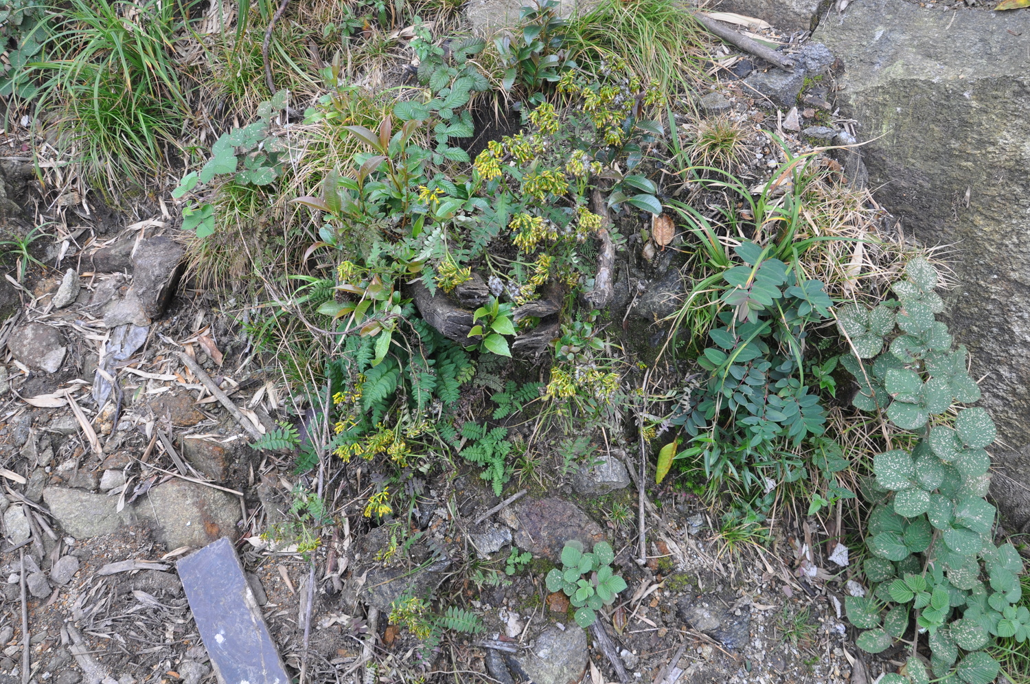 Cyathocline purpurea — ảnh 2