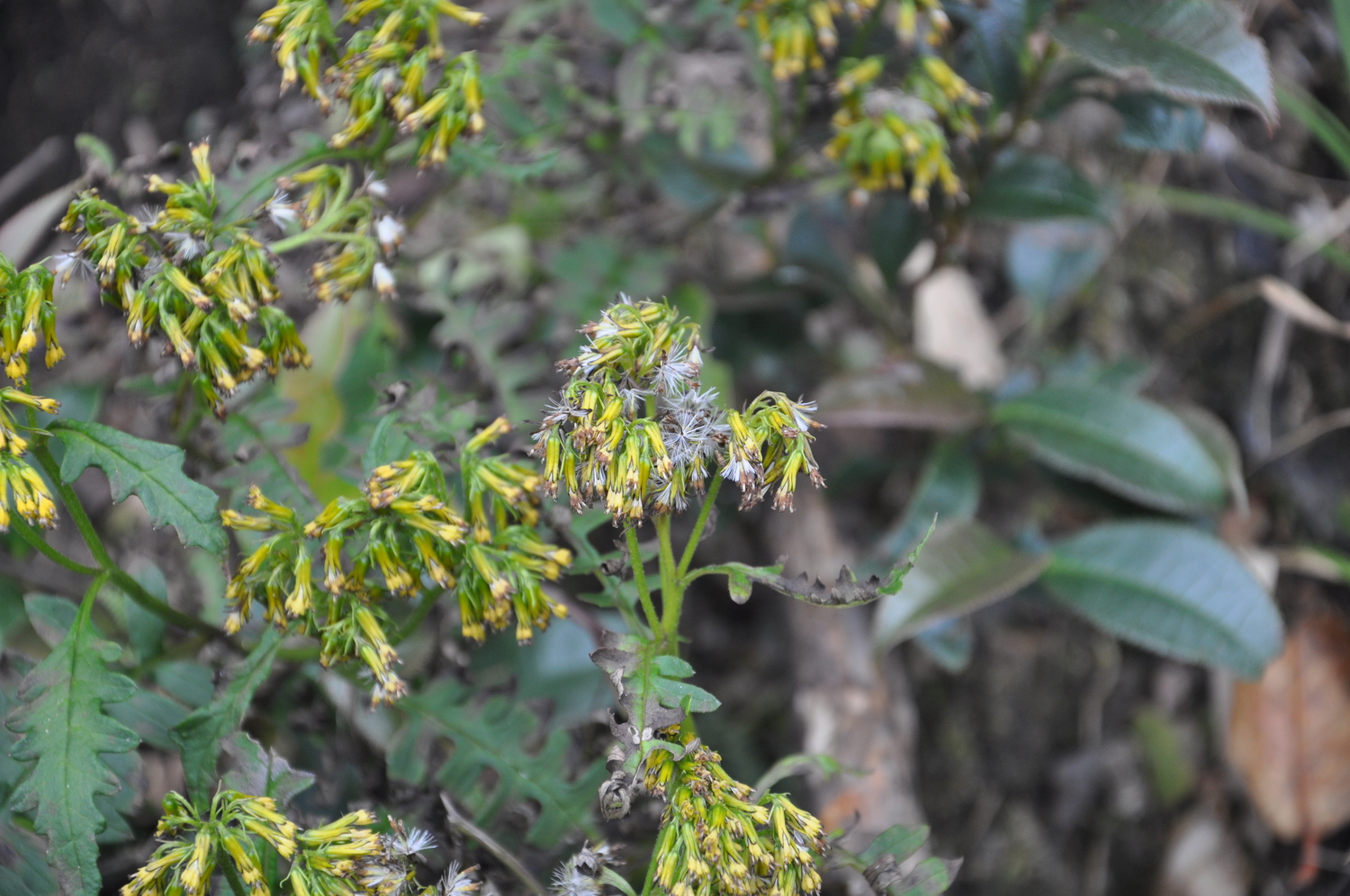 Cyathocline purpurea — ảnh 3