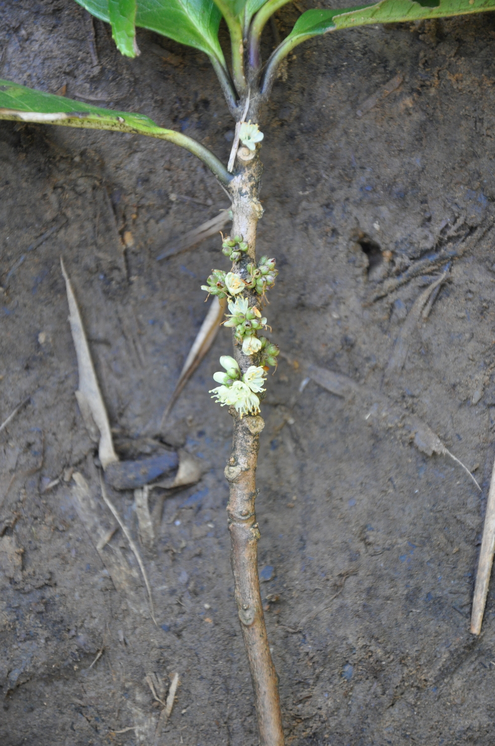 Ilex macrocarpa — ảnh 2