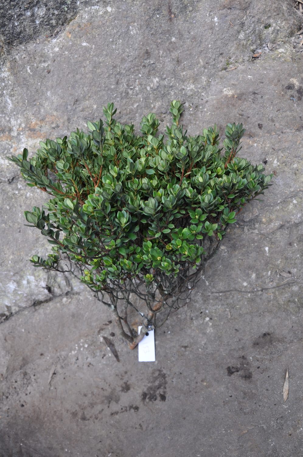 Rhododendron nuttallii — ảnh 3