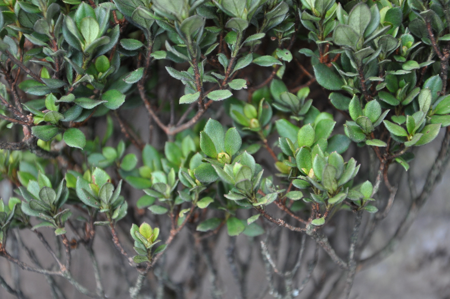 Rhododendron nuttallii — ảnh 2