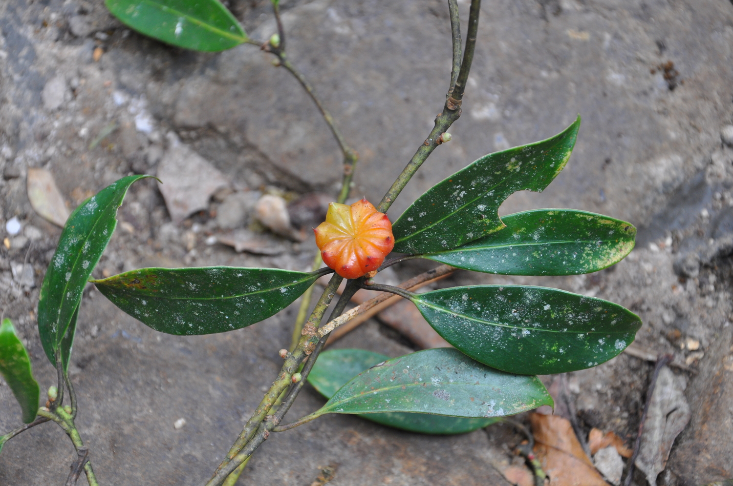 Illicium tsaii (Illicium tsaii)