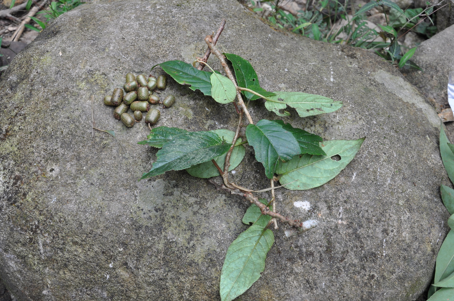Actinidia rubricaulis (Actinidia rubricaulis)