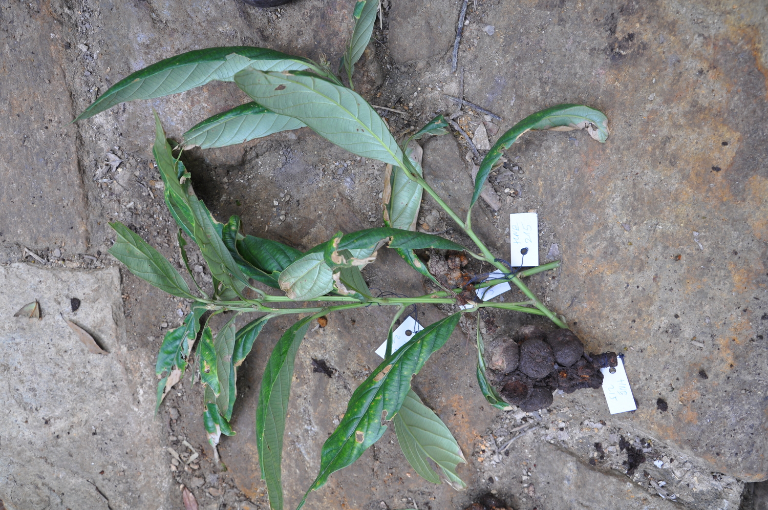 Dẻ Gai (Castanopsis chinensis)