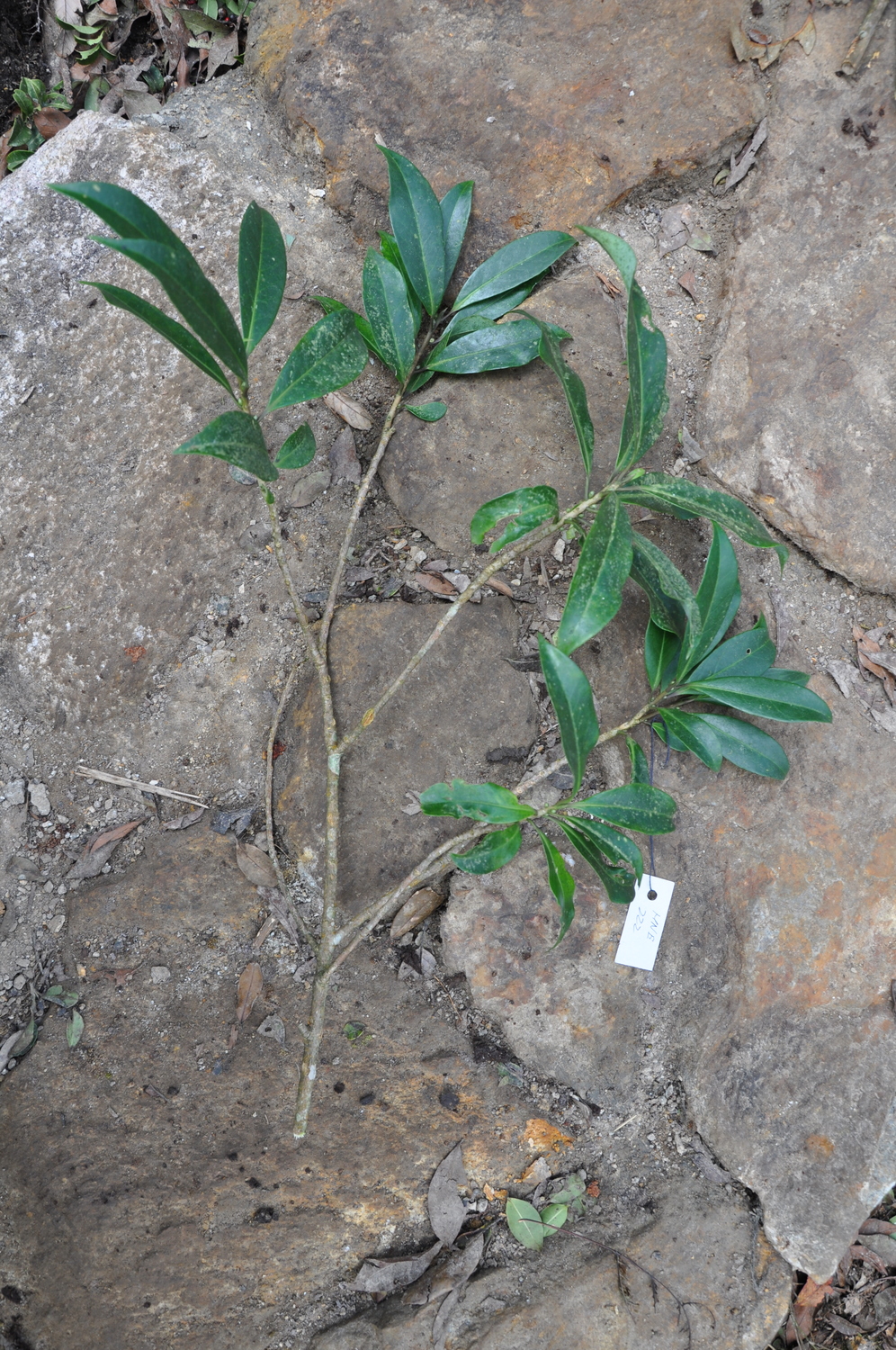 Hôi Chè (Illicium ternstroemioides)