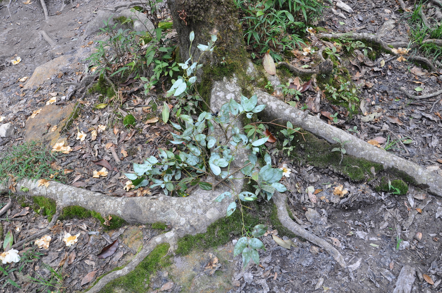 Re Gừng (Cinnamomum bejolghota)