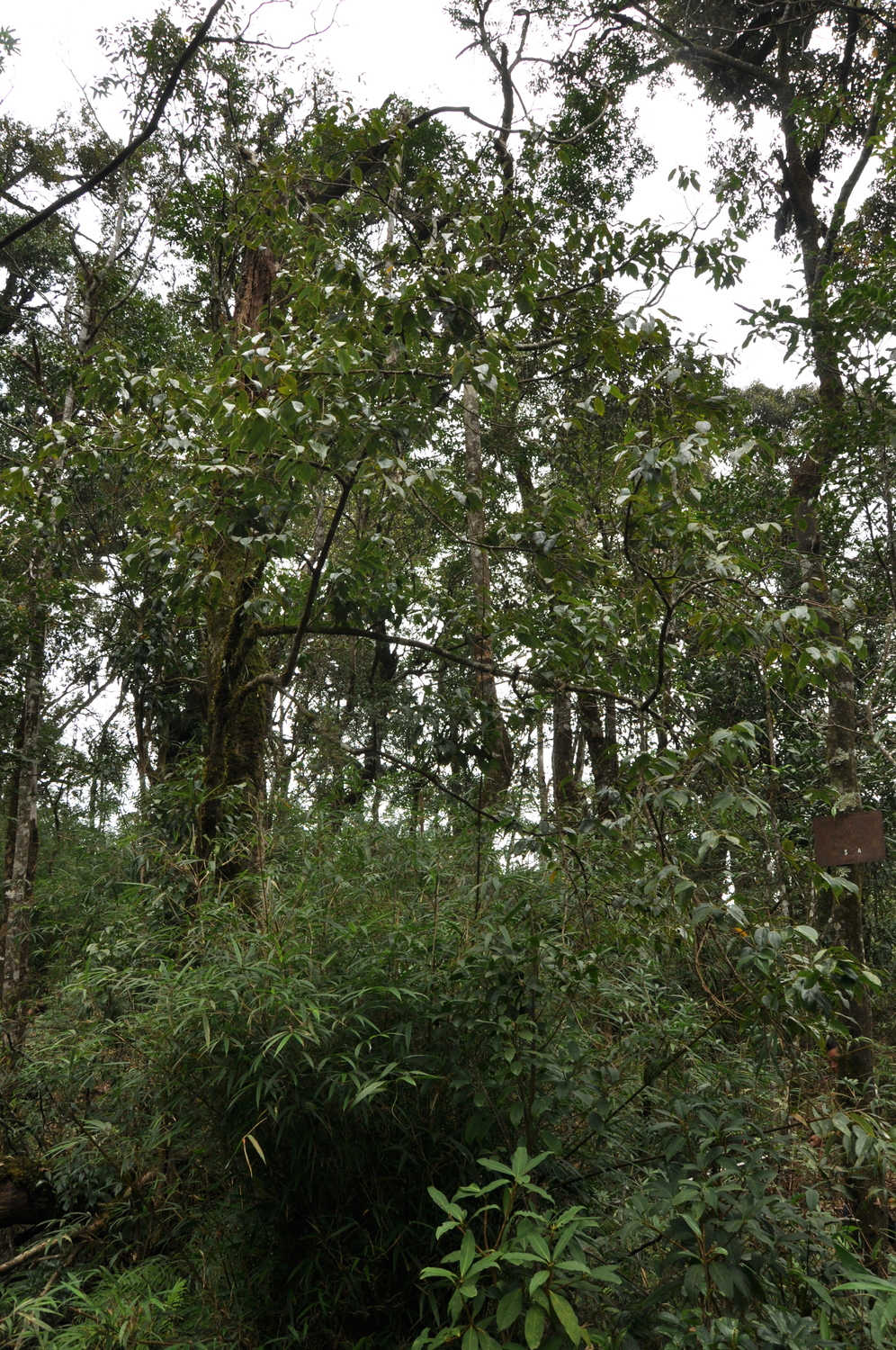 Re Gừng — ảnh 3