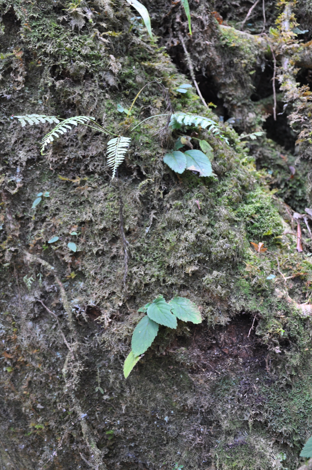 Ornithoboea parishii (Ornithoboea parishii)