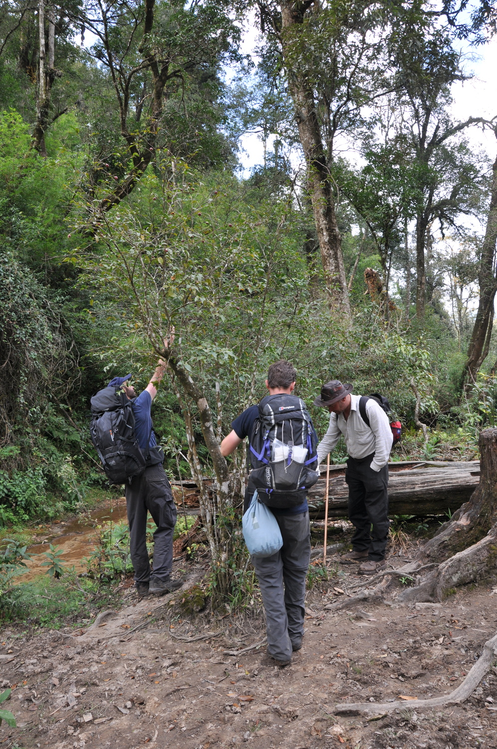 Camellia assimiloides (Camellia assimiloides)