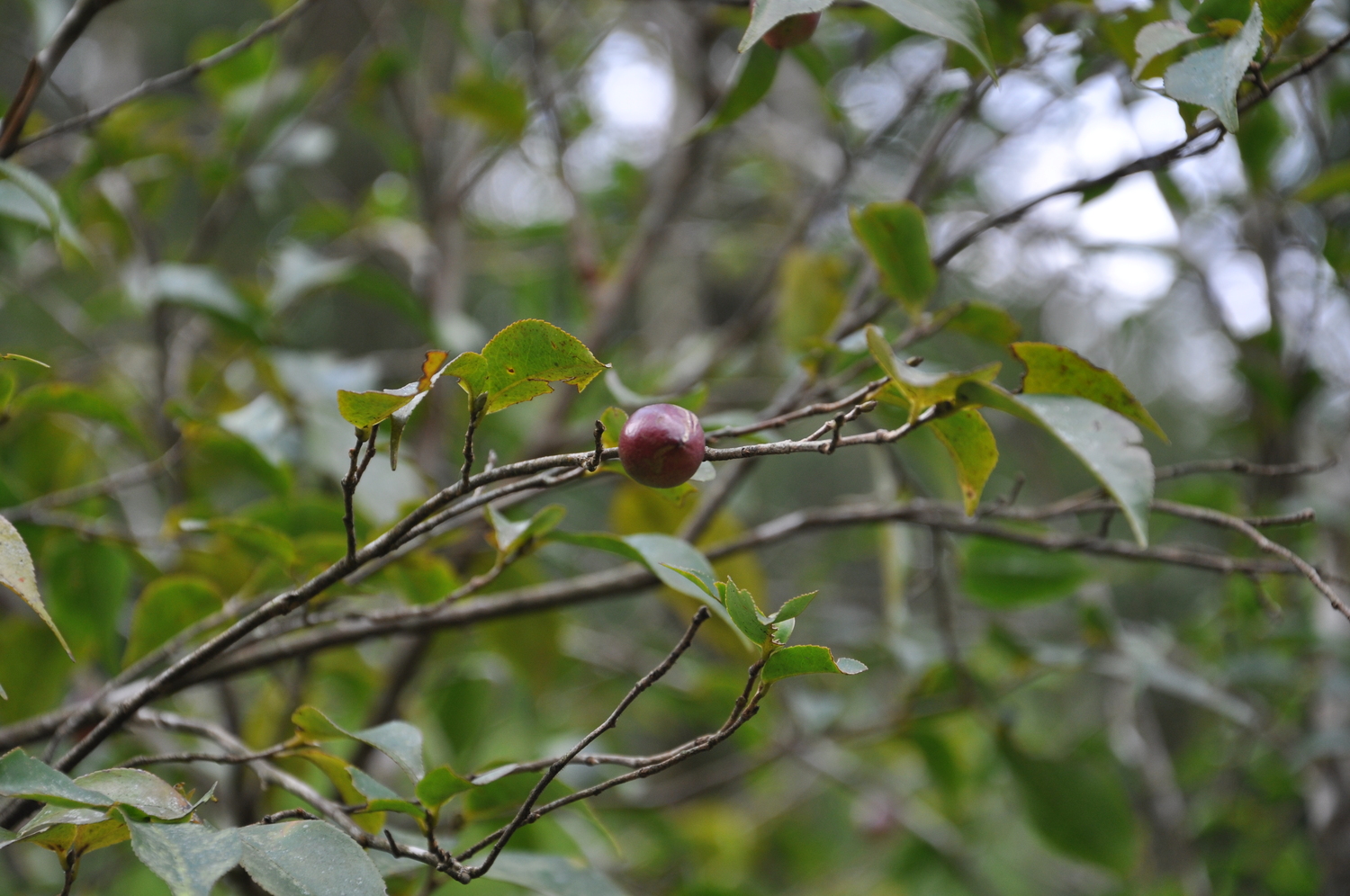 Camellia assimiloides — ảnh 3