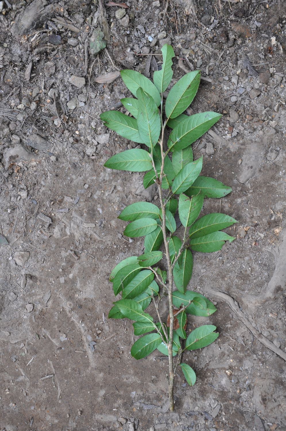 Pyrenaria poilaneana — ảnh 2