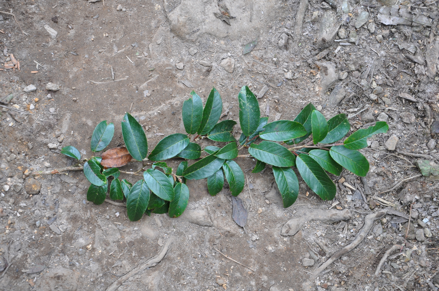 Pyrenaria poilaneana (Pyrenaria poilaneana)